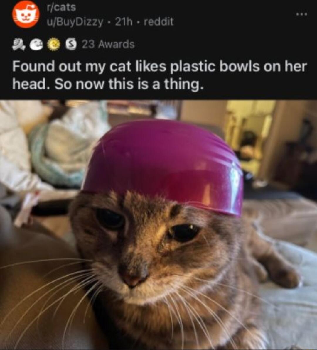 FYY LR Found out my cat likes plastic bowls on her LR GITRGTEREERG T TN