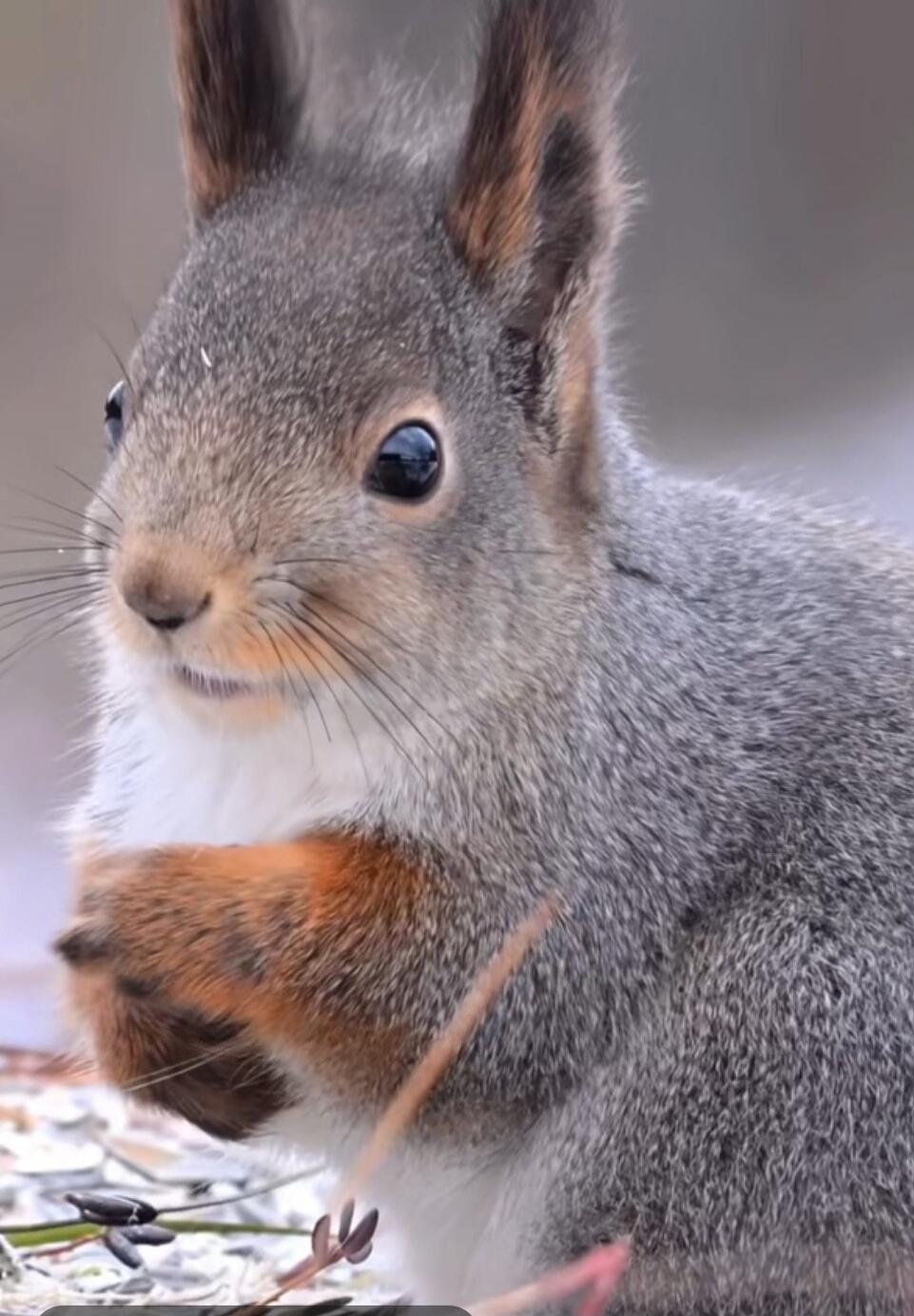 Close-up of a grey squirrel with an orange chest.