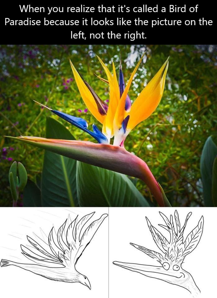 When you realize that its called a Bird of Paradise because it looks like the picture on the left not the right 0 v