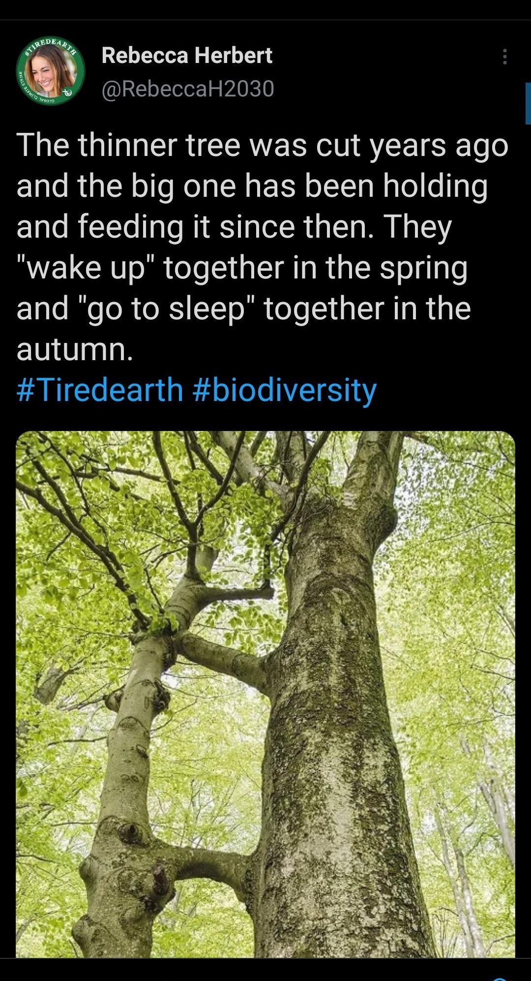 Rebecca Herbert IRCoJleler1 2 PAVEY I CROQI IR CERYECR N AT R To o and the big one has been holding and feeding it since then They wake up together in the spring and go to sleep together in the autumn Tiredearth blodlverSty