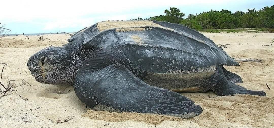 A large sea turtle lying on a sandy beach.