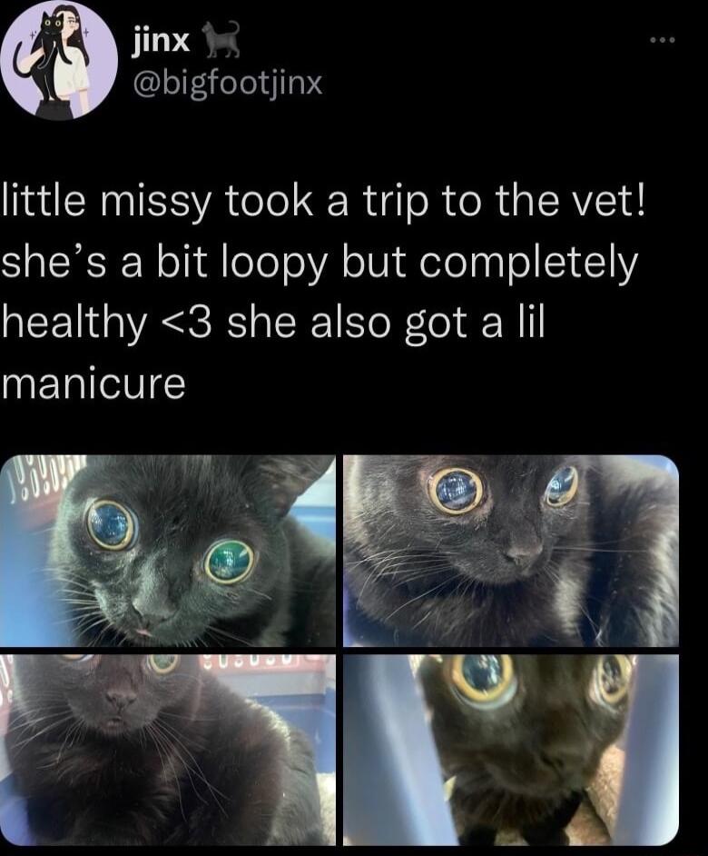QW jinx 1 bigfootjinx little missy took a trip to the vet shes a bit loopy but completely healthy 3 she also got a lil nETIV