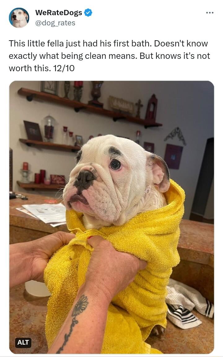 This little fella just had his first bath Doesnt know exactly what being clean means But knows its not worth this 1210