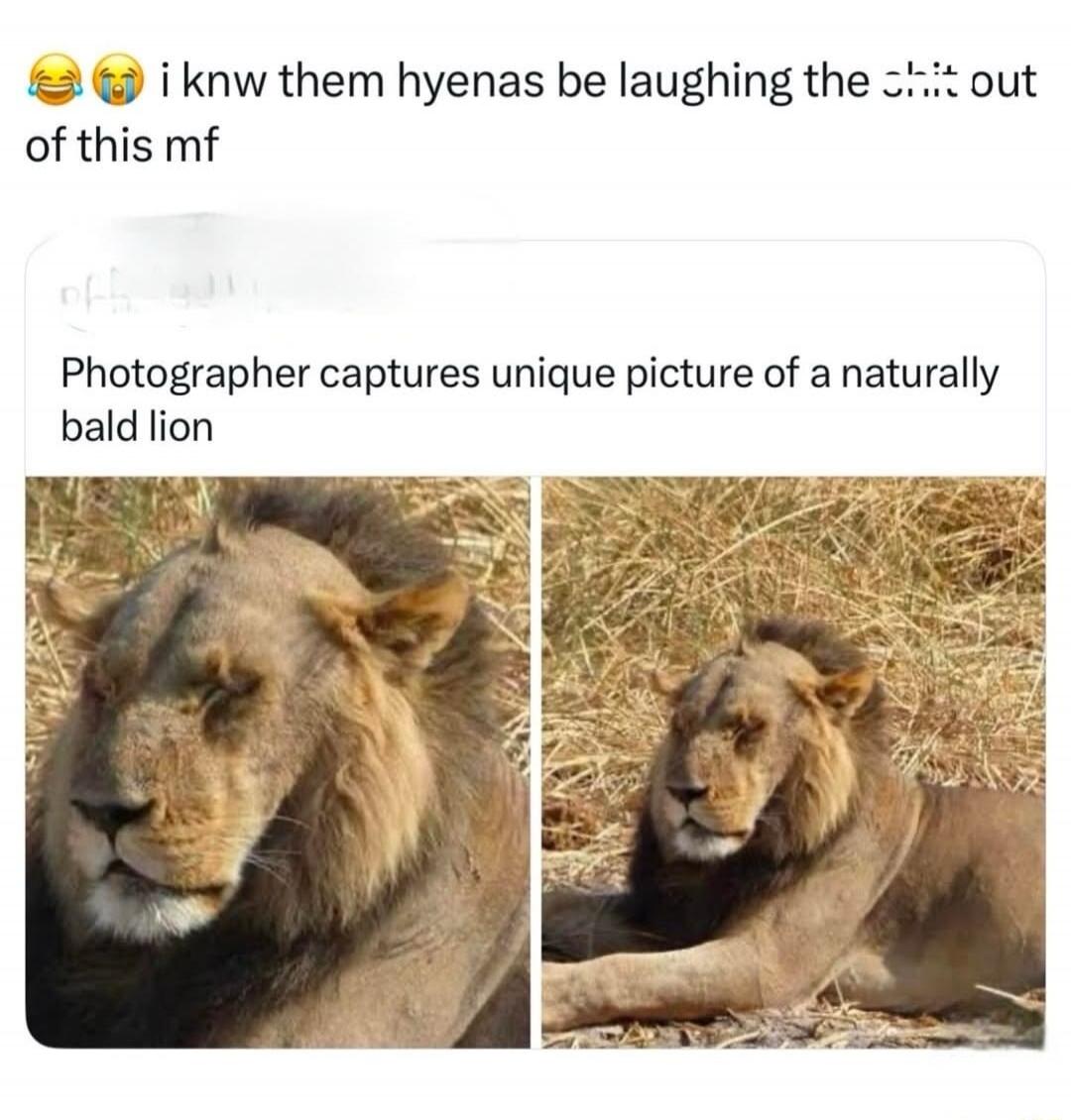 i knw them hyenas be laughing the shit out of this mf. Photographer captures unique picture of a naturally bald lion.