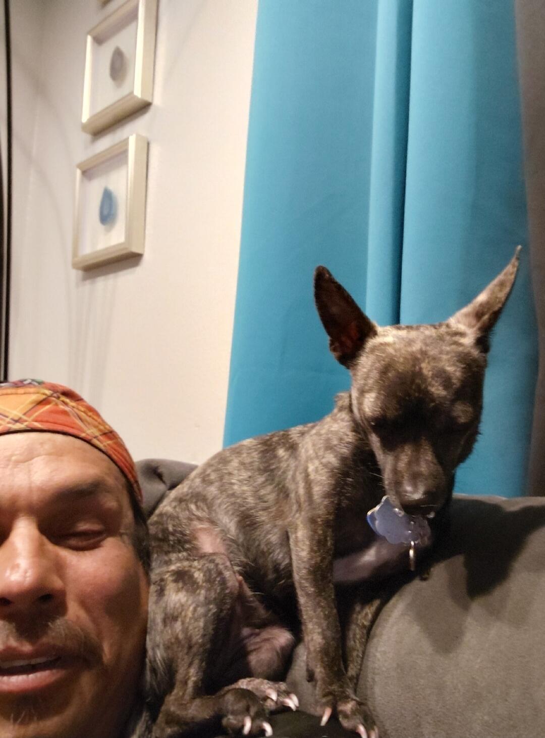 A man with a bandana and closed eyes is sitting next to a small brindle dog with pointy ears on a couch. The dog is looking down, possibly at a tag or toy in its mouth. In the background, there are framed pictures on a white wall and a blue curtain.