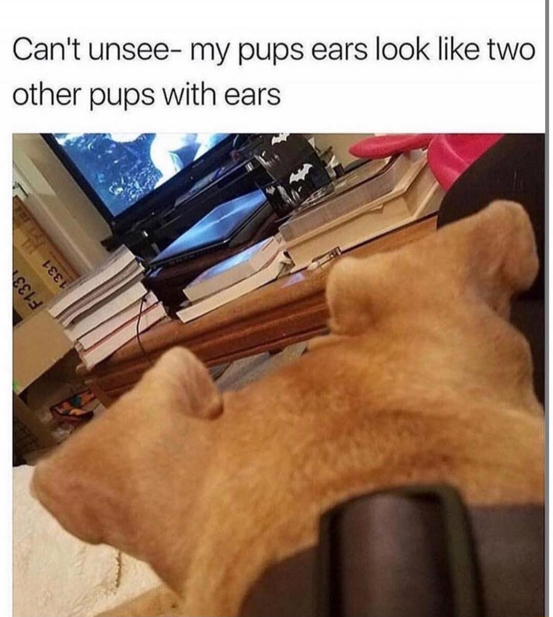 Can't unsee- my pups ears look like two other pups with ears