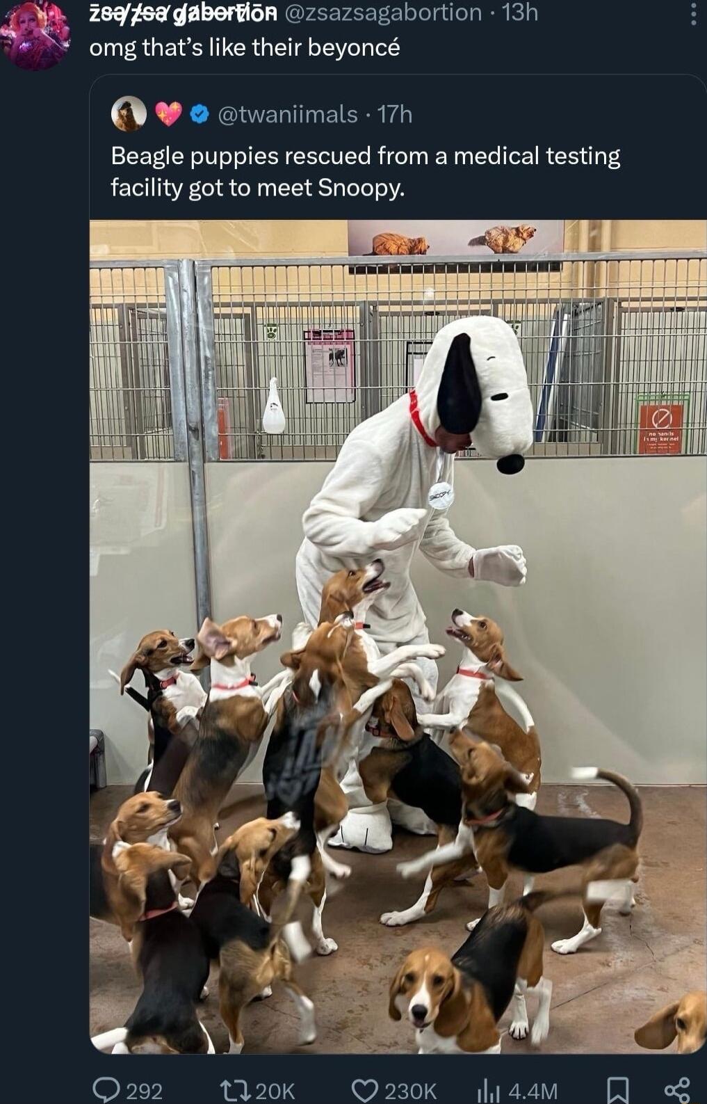 i 689 gabertion zsazsagabortion 13h T 8 omg thats like their beyonc atwaniimals 77h Beagle puppies rescued from a medical testing facility got to meet Snoopy O292 1120k O230K lsaam