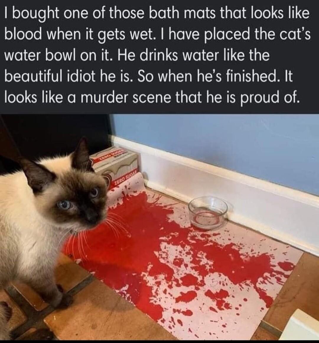 I bought one of those bath mats that looks like blood when it gets wet have placed the cats water bowl on it He drinks water like the beautiful idiot he is So when hes finished It looks like a murder scene that he is proud of