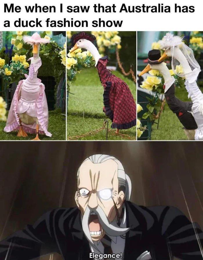 Me when saw that Australia has a duck fashlon show EIgancgl P