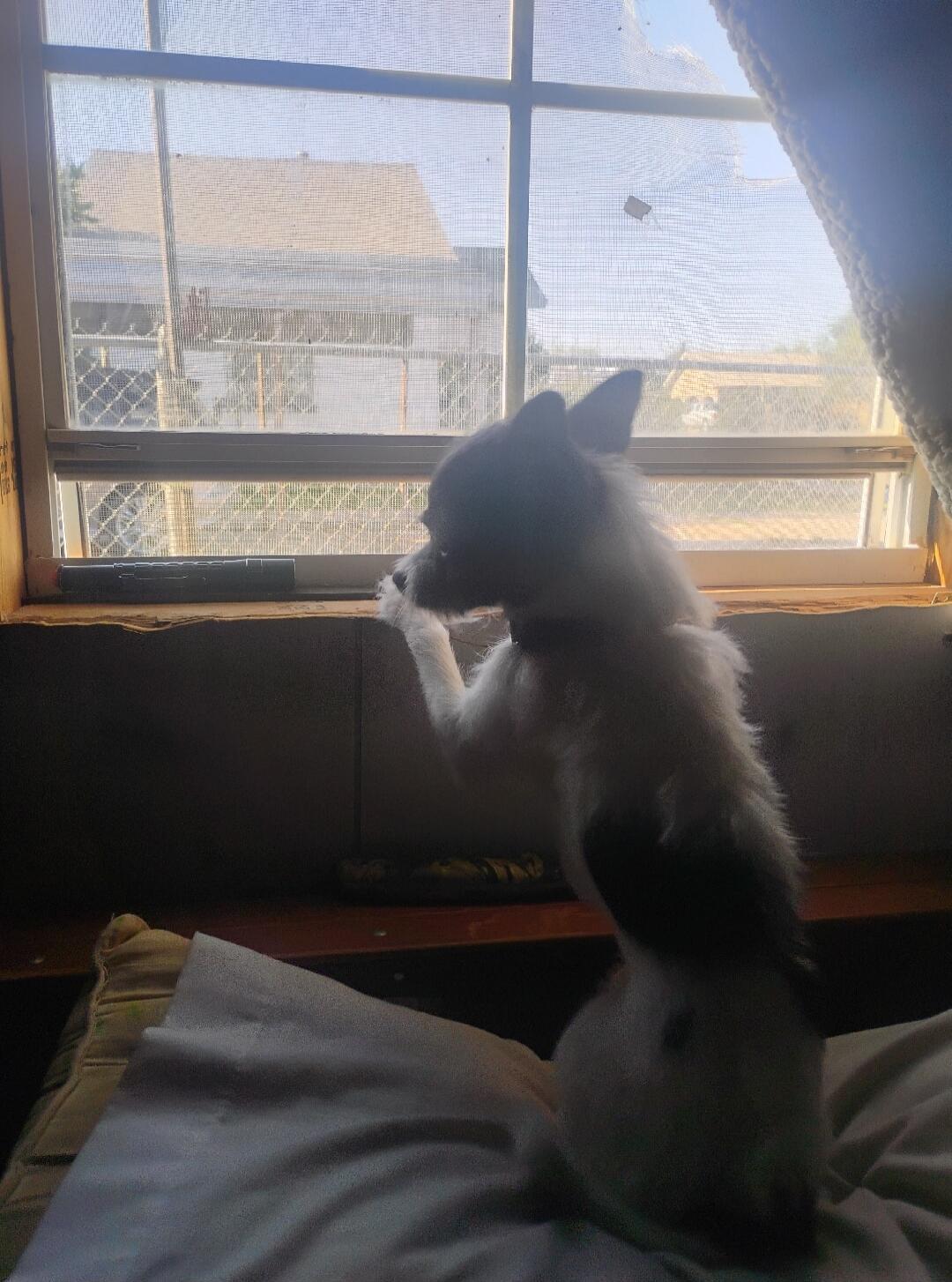 A small dog stands on its hind legs, looking out a window through a screen.
