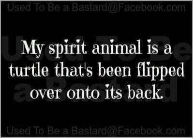 My spirit animal is a turtle that's been flipped over onto its back.