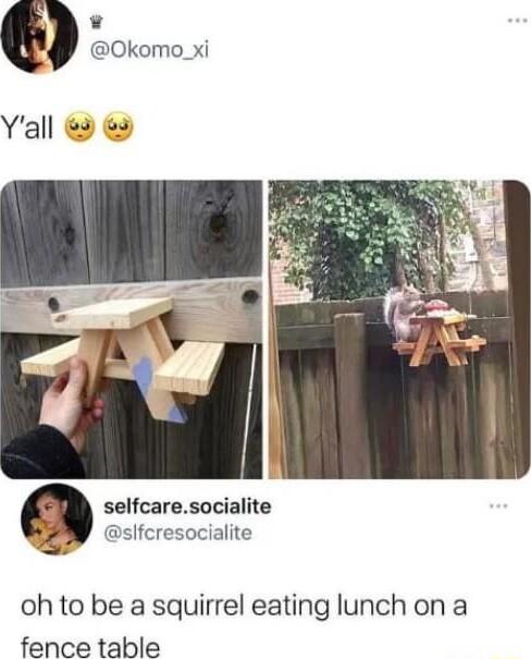 0Okomo_xi Yall selfcaresocialite slfcresocialite oh to be a squirrel eating lunch on a fence table