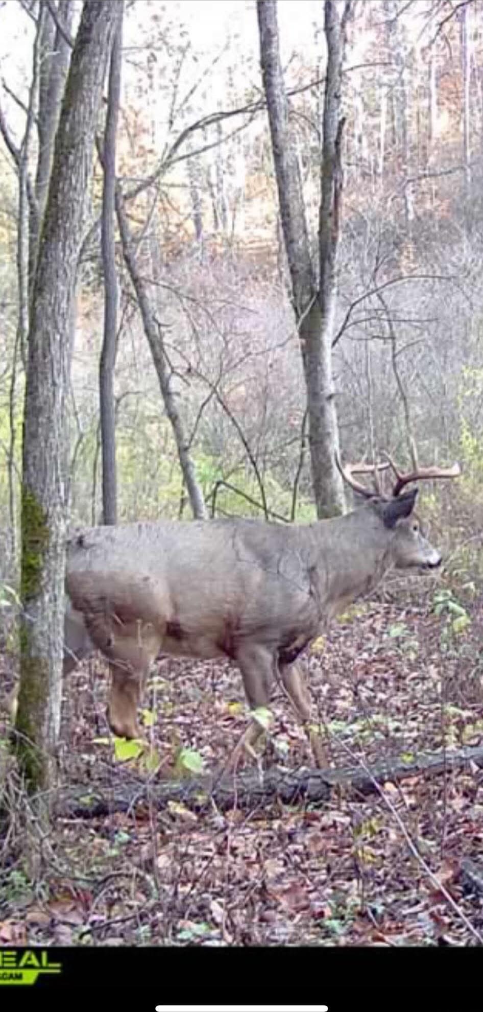 A deer standing in a forest.