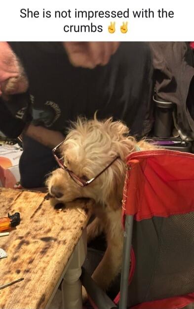 She is not impressed with the crumbs ✌✌