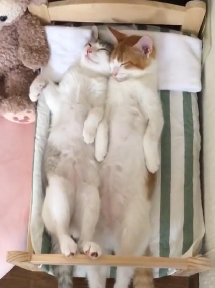 Two cats sleeping cuddled together on their backs in a small bed.