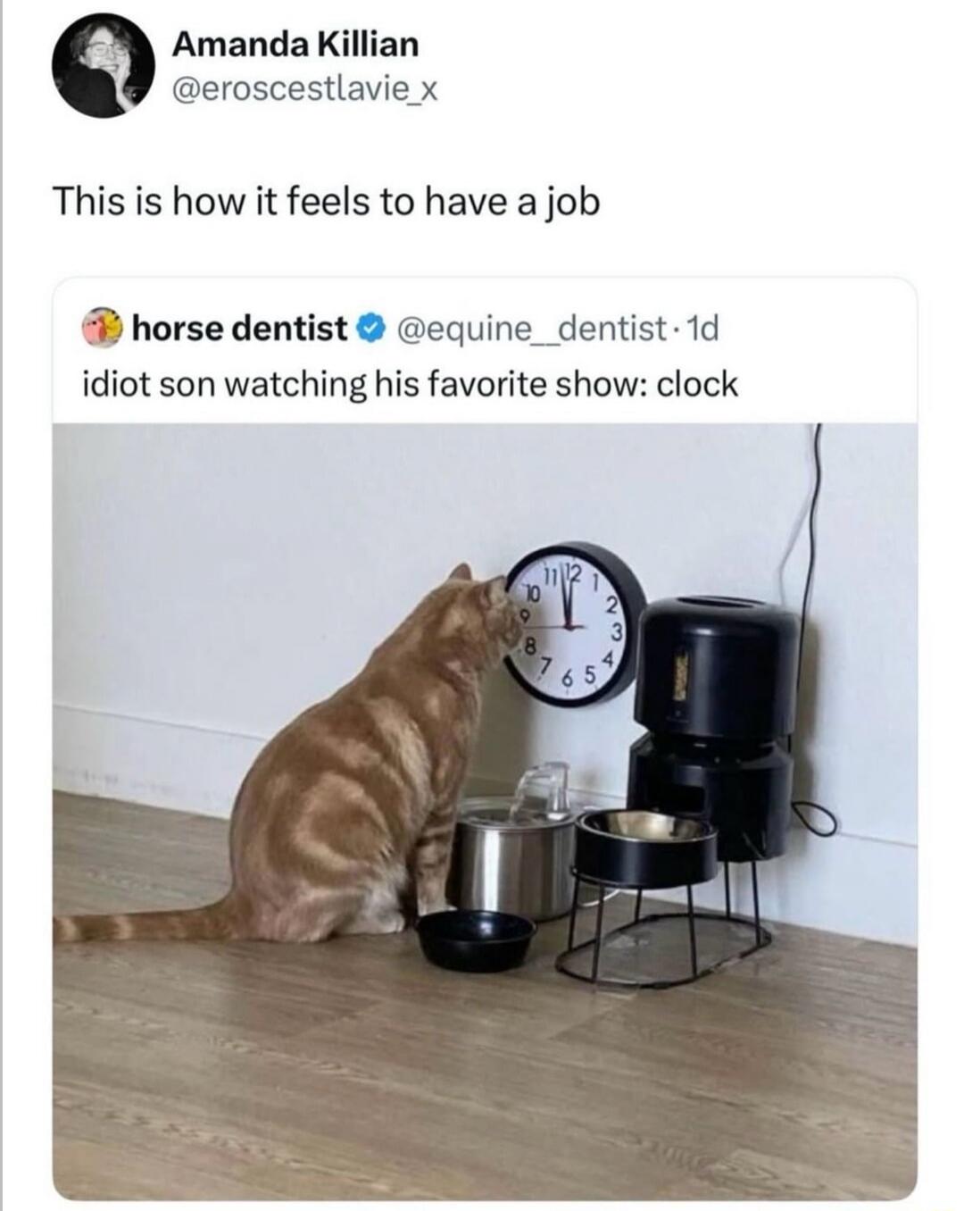 Amanda Killian @eroscestlavie_x This is how it feels to have a job horse dentist @equine_dentist 1d idiot son watching his favorite show: clock