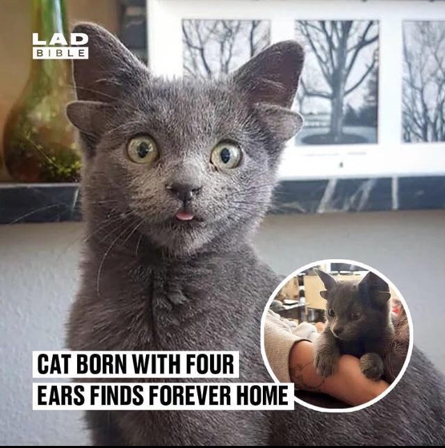 CAT BORN WITH FOUR EARS FINDS FOREVER HOME