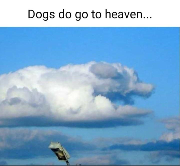 Dogs do go to heaven