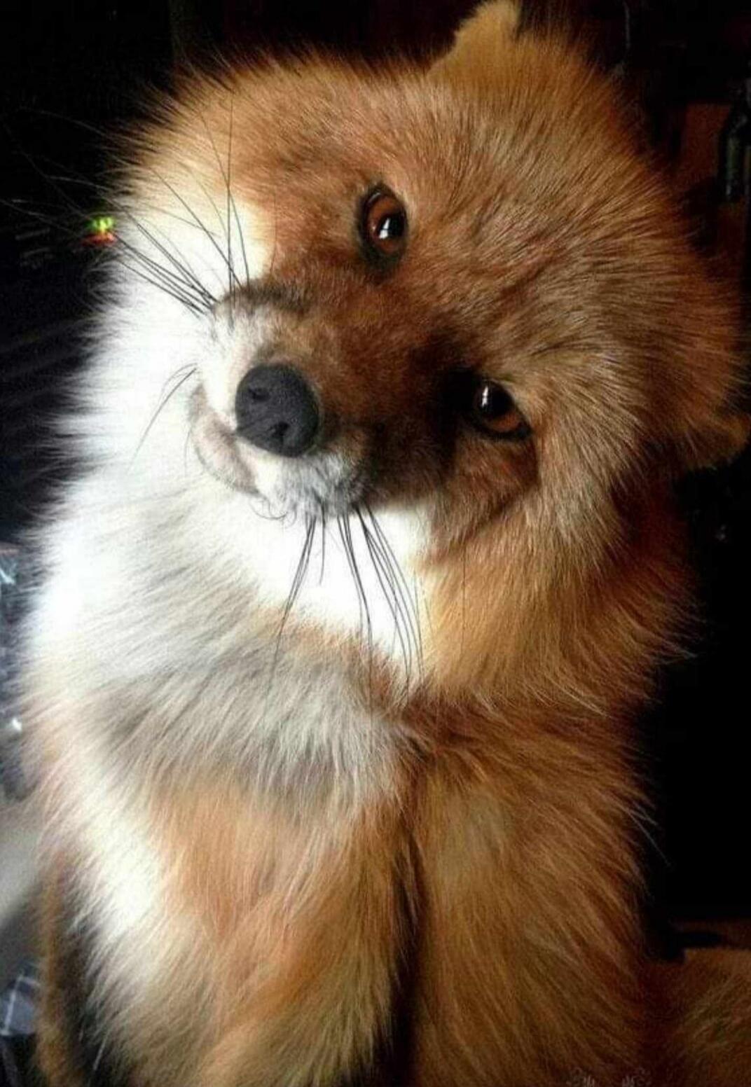 A fluffy brown dog tilting its head, with long fur and a cute expression.