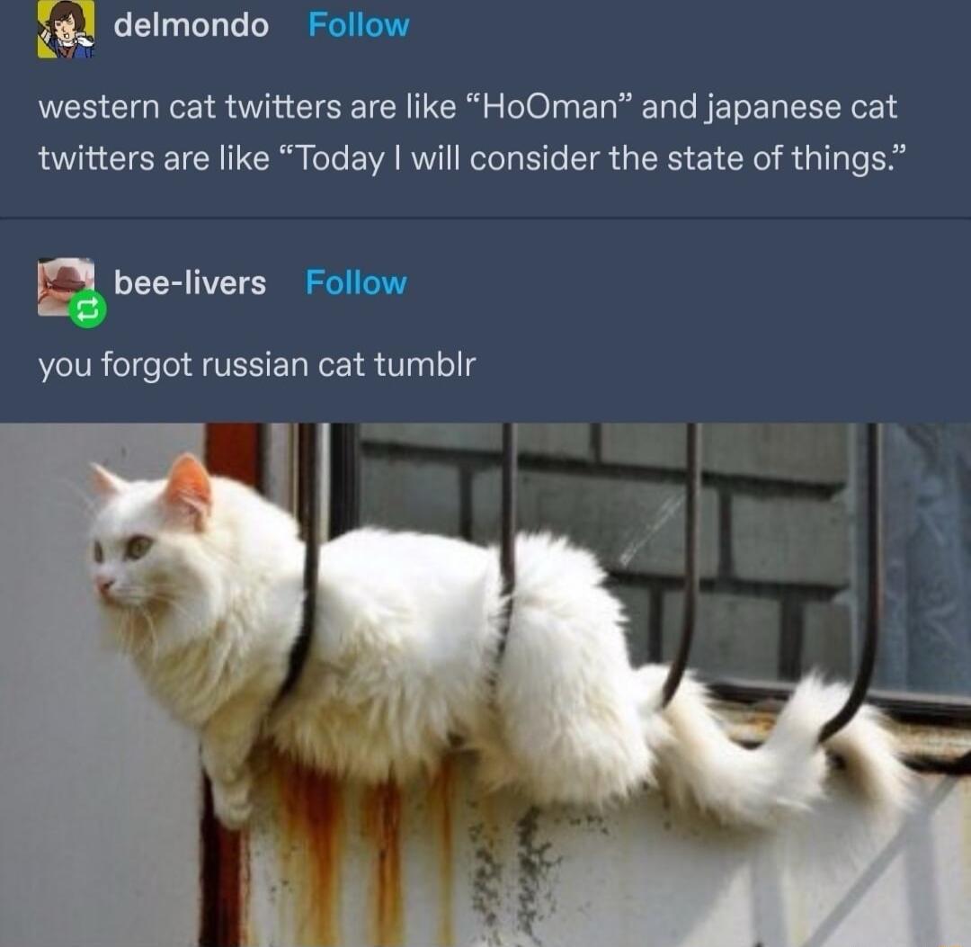 d delmondo Follow western cat twitters are like HoOman and japanese cat twitters are like Today will consider the state of things 0 bee livers Follow you forgot russian cat tumblr