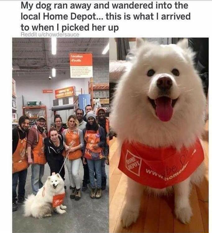 My dog ran away and wandered into the local Home Depot this is what arrived to when picked her up