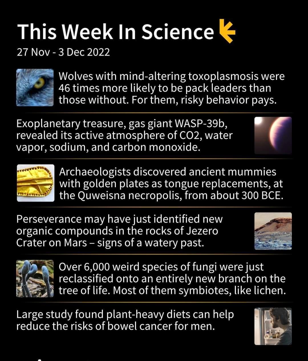 This Week In Science 27 Nov 3 Dec 2022 Wolves with mind altering toxoplasmosis were 46 times more likely to be pack leaders than 4 those without For them risky behavior pays Exoplanetary treasure gas giant WASP 3b revealed its active atmosphere of CO2 water vapor sodium and carbon monoxide Archaeologists discovered ancient mummies with golden plates as tongue replacements at the Quweisna necropoli