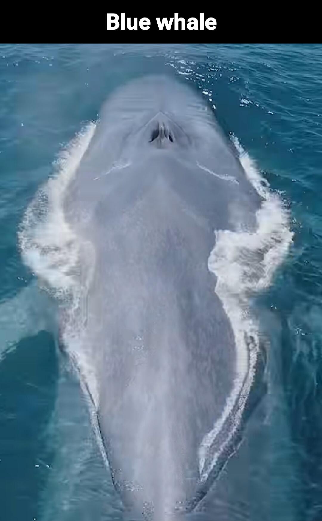 Blue whale