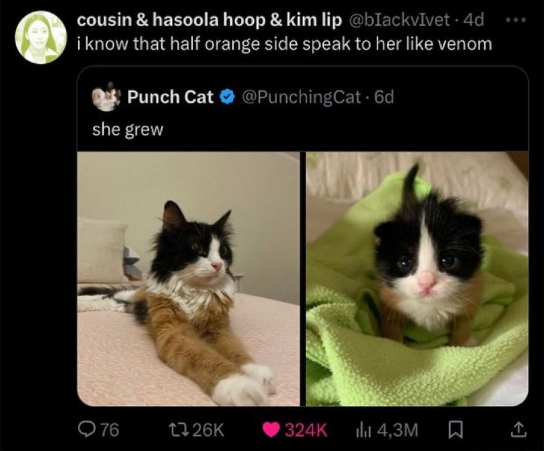 cousin hasoola hoop kim lip ackvlvet 4d iknow that half orange side speak to her like venom Q Punch Cat PunchingCat 64 she grew o6 126K 324k W43 R