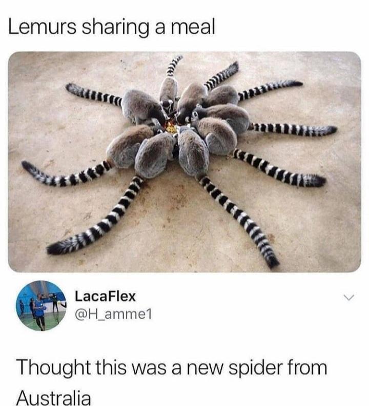 Lemurs sharing a meal LacaFlex H_amme1 Thought this was a new spider from Australia