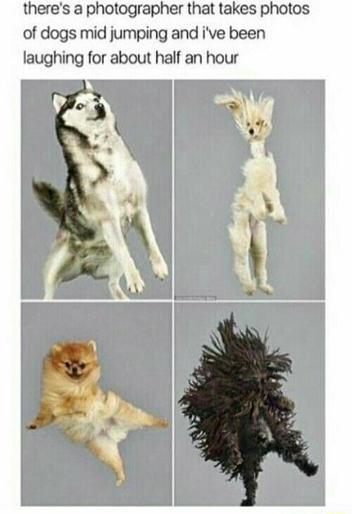 theres a photographer that takes photos of dogs mid jumping and ive been laughing for about half an hour