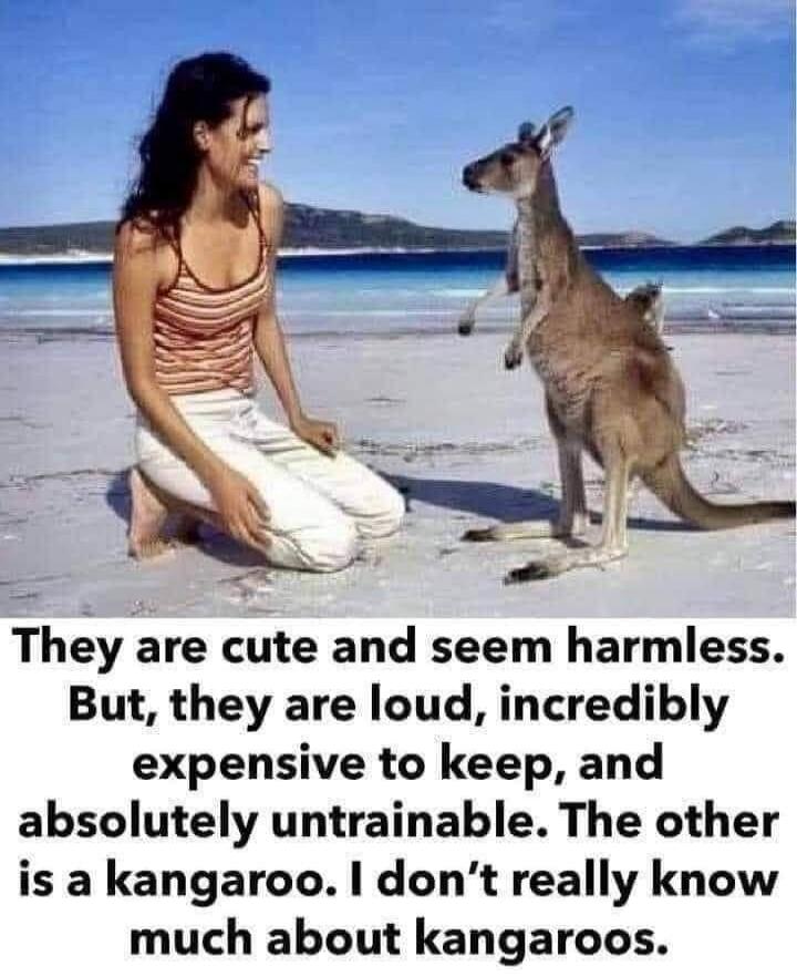 They are cute and seem harmless. But, they are loud, incredibly expensive to keep, and absolutely untrainable. The other is a kangaroo. I don't really know much about kangaroos.