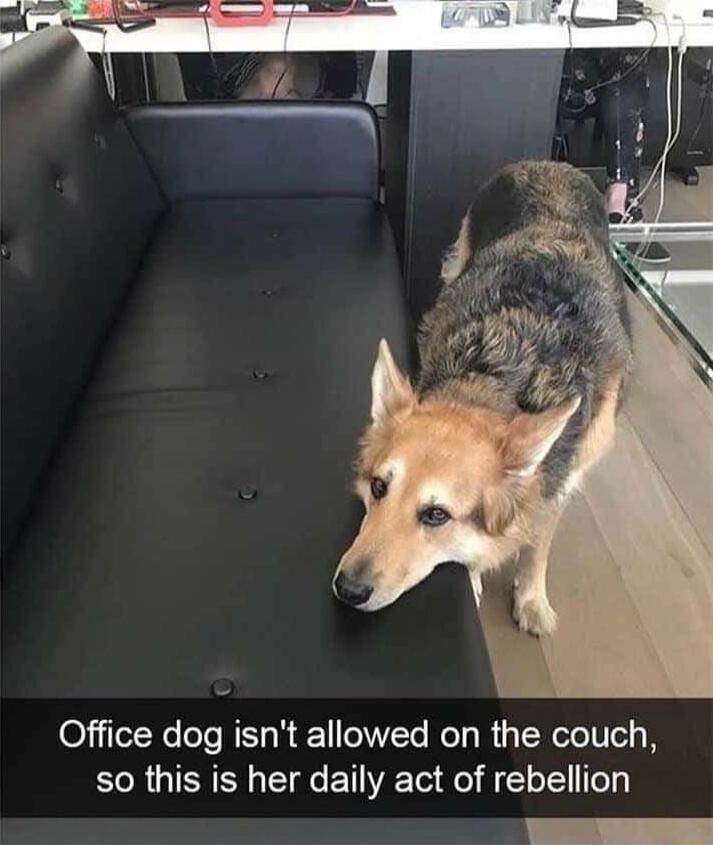 Office dog isnt allowed on the couch so this is her daily act of rebellion