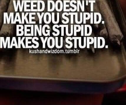 WEED DOESN'T MAKE YOU STUPID. BEING STUPID MAKES YOU STUPID.