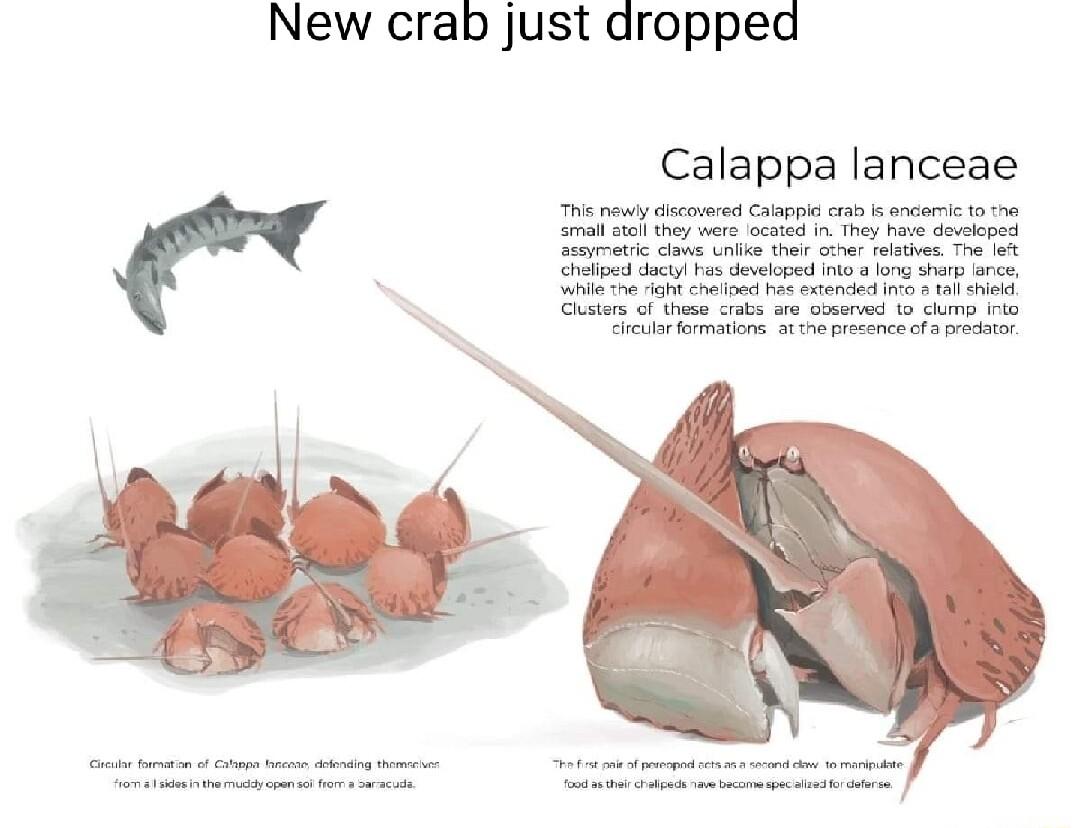 New crab just dropped r Calappa lanceae
