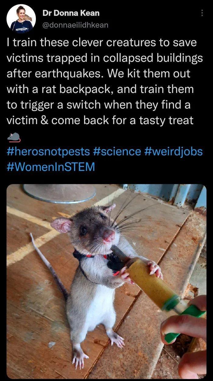 Dr Donna Kean it l TAa T ol INCET train these clever creatures to save victims trapped in collapsed buildings after earthquakes We kit them out IR Tl oF Tel oL Tol OF Talo R cTIa W dalTag to trigger a switch when they find a victim come back for a tasty treat herosnotpests science weirdjobs WomenInSTEM