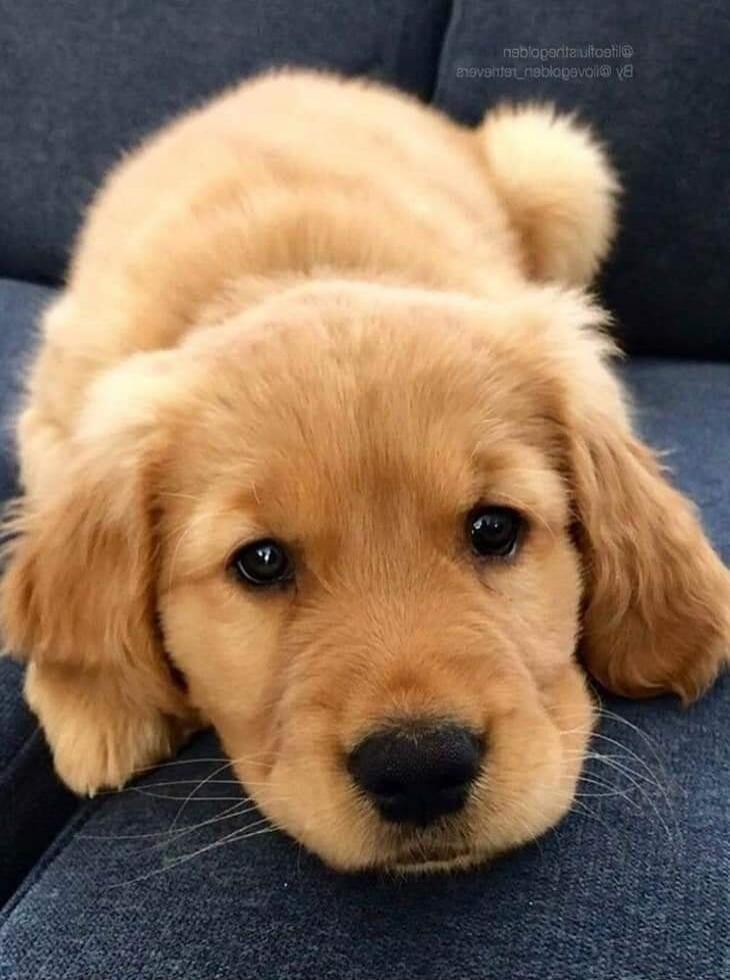 A cute golden retriever puppy lying down on a blue surface. There is some text in the background: 'nablopertaulootil@' and 'anoveniet_nablogavol@ V8'.