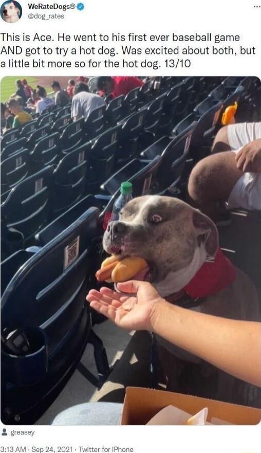 WeRateDogs This is Ace He went to his first ever baseball game AND got to try a hot dog Was excited about both but a little bit more so for the hot dog 1310