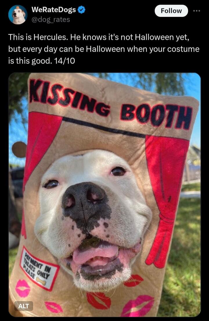 WeRateDogs g rate This is Hercules He knows its not Halloween yet but every day can be Halloween when your costume is this good 1410