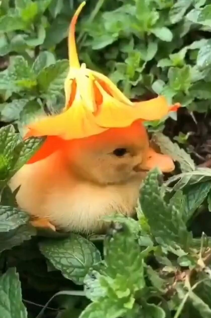 A baby duckling wearing an orange flower as a hat among green leaves.