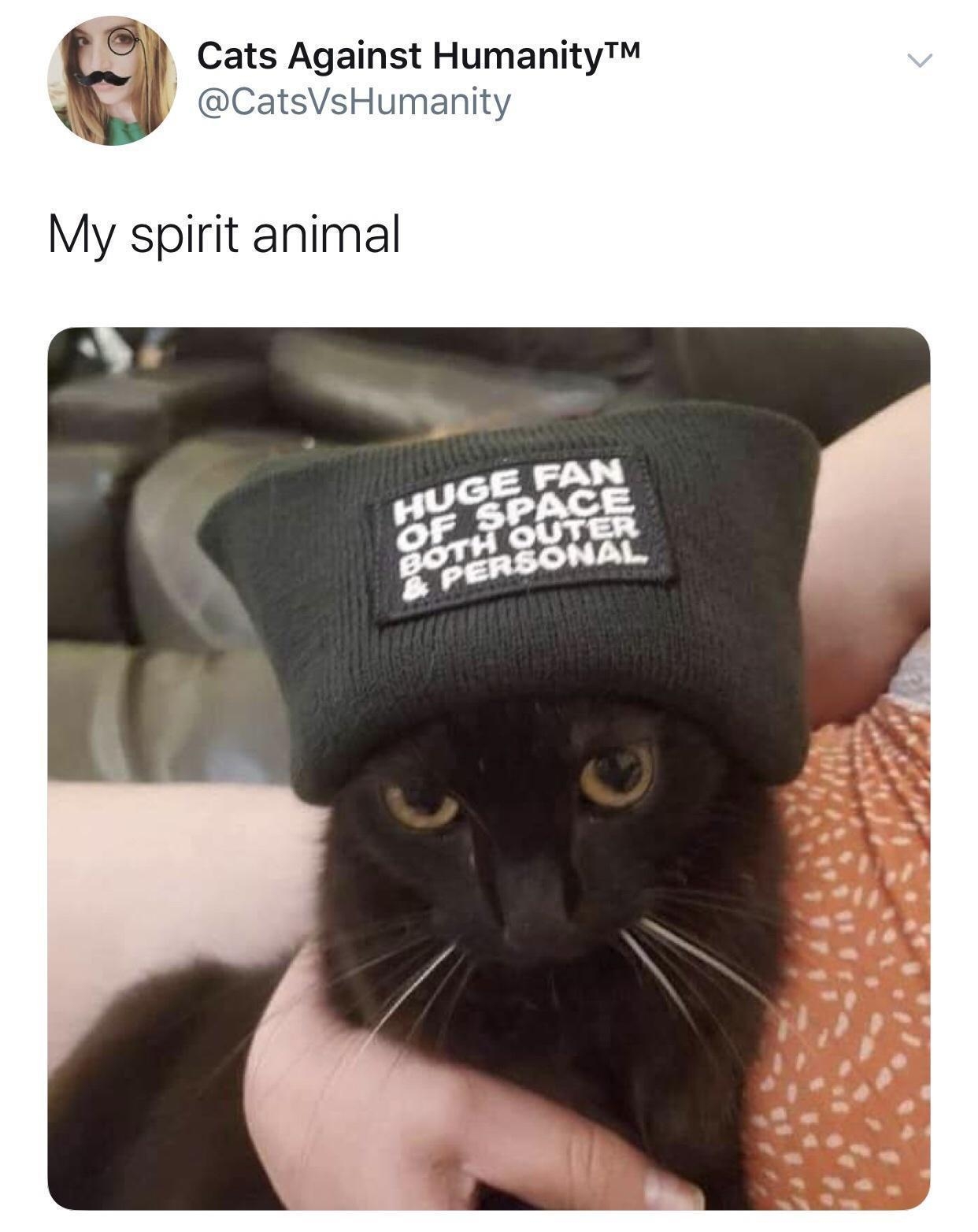 Cats Against Humanity CatsVsHumanity My spirit animal