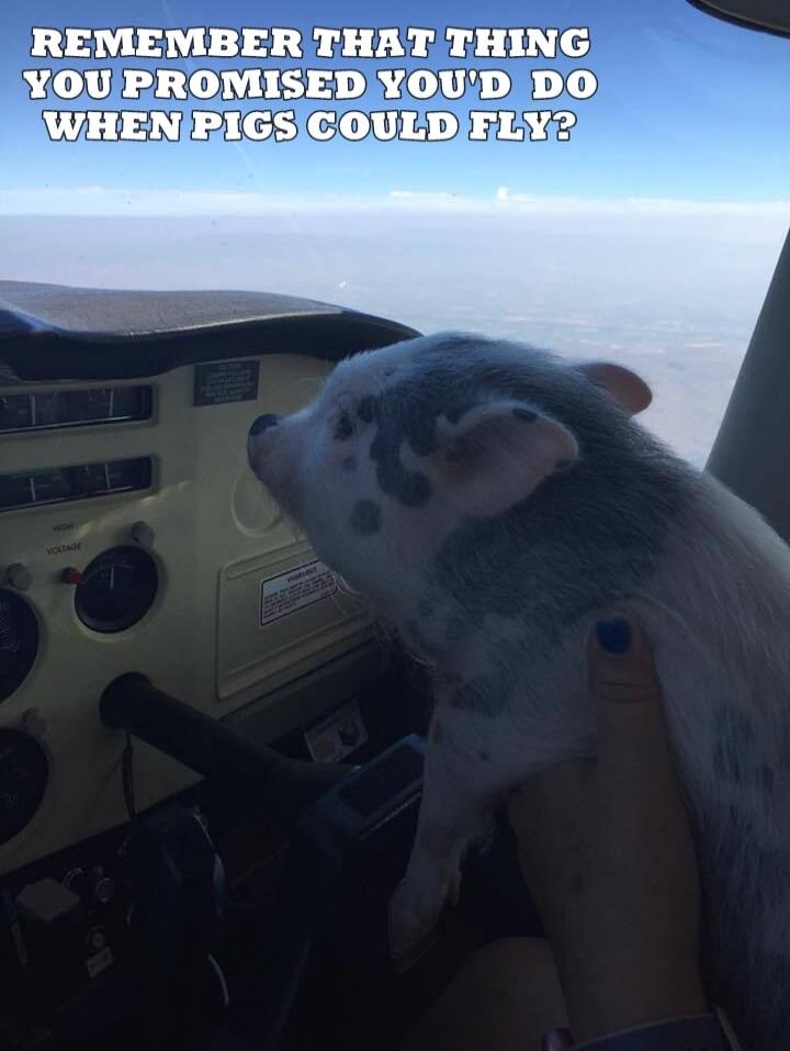 REMEMBER THAT THING YOU PROMISED YOU'D DO WHEN PIGS COULD FLY?