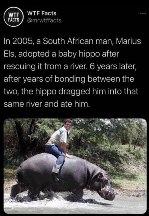 WTF Facts mrwtffacts In 2005 a South African man Marius SR TeloTolle K o 10 VAo Lo KV g rescuing it from a river 6 years later after years of bonding between the two the hippo dragged him into that same river and ate him