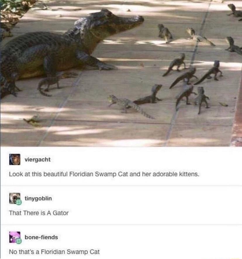 B vt Lok at this beautiul Fi R srvosin That There is A Gator No thats a Floridian Swamp Cat