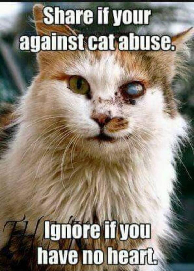 Share if your against cat abuse. Ignore if you have no heart.
