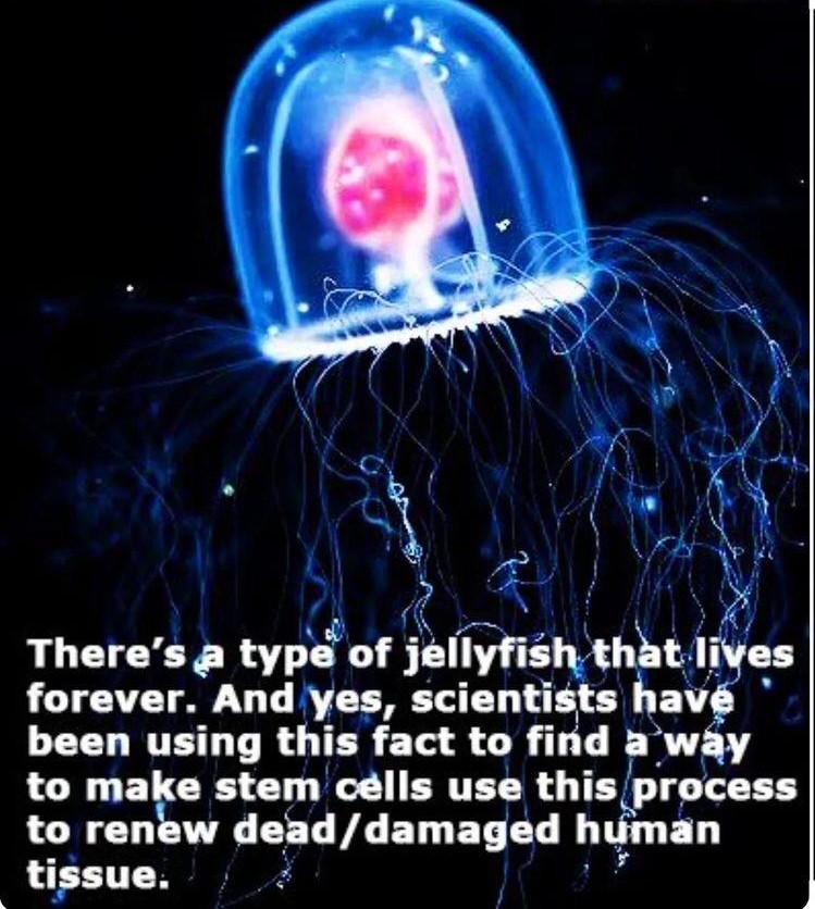 Theres a typ of Jllyfl hblel forever And yes scientists hav LCCLETE TR OIER ETH 3 L flid way LCR BN G IV ERTED R T to renew deaddamaged h LEETTEN