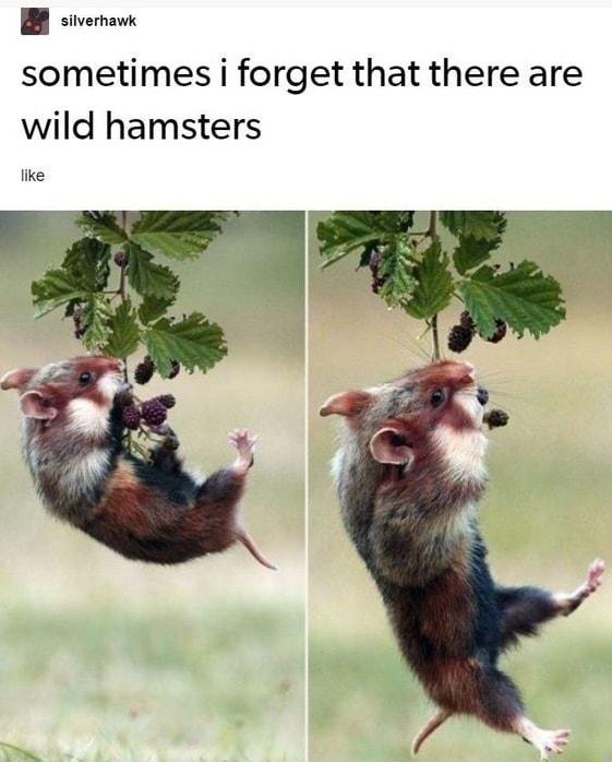 B svernanc sometimes i forget that there are wild hamsters ke