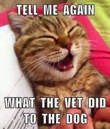 TELL ME AGAIN WHAT THE VET DID TO THE DOG
