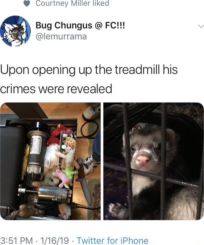 Courtney Miller liked Bug Chungus FC lemurrama Upon opening up the treadmill his crimes were revealed 351 PM 11619 Twitter for iPhone