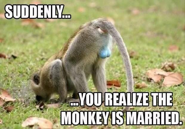 SUDDENLY... ...YOU REALIZE THE MONKEY IS MARRIED.