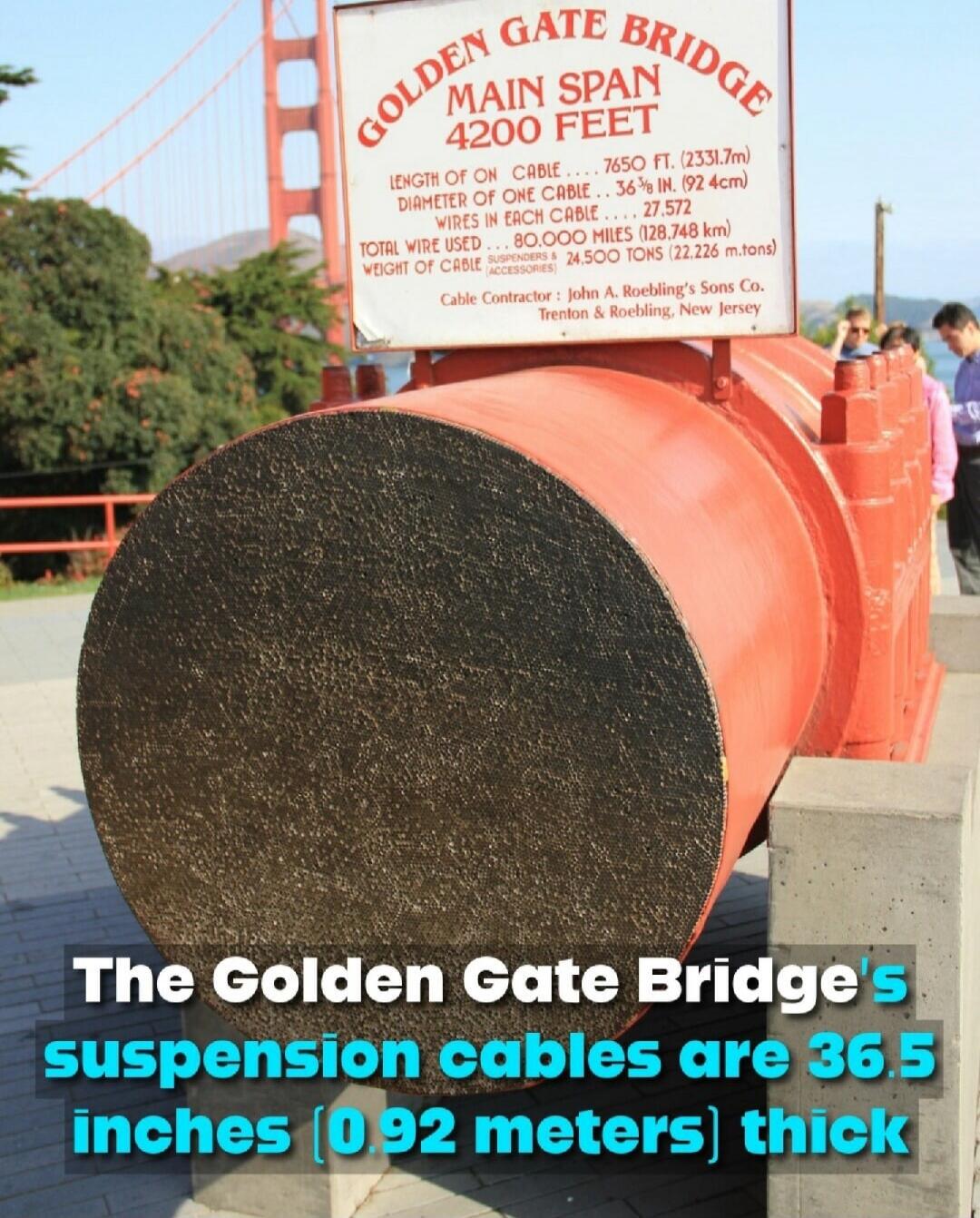 The Golden Gate Bridge's suspension cables are 36.5 inches [0.92 meters] thick